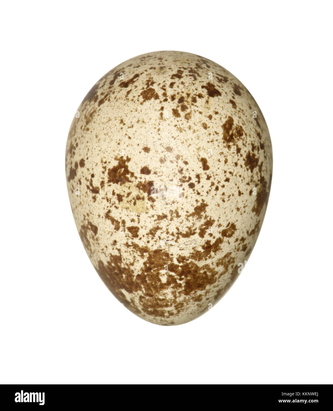 - Caille Coturnix coturnix Banque D'Images