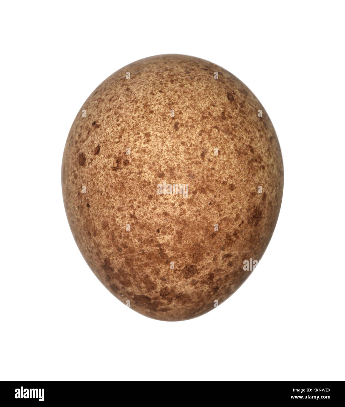 - Faucon crécerellette Falco naumanni Banque D'Images