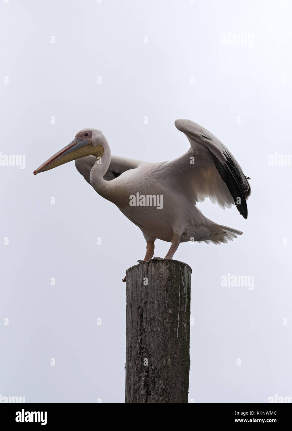 Great White Pelican sur un post à Walvis bay, Namibie Banque D'Images