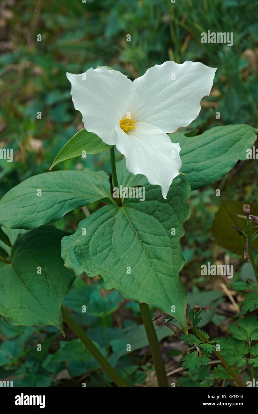 Trille blanc (trillium grandiflorum). appelé trillium à grande fleur, grand trille blanc et un service de Robin aussi Banque D'Images