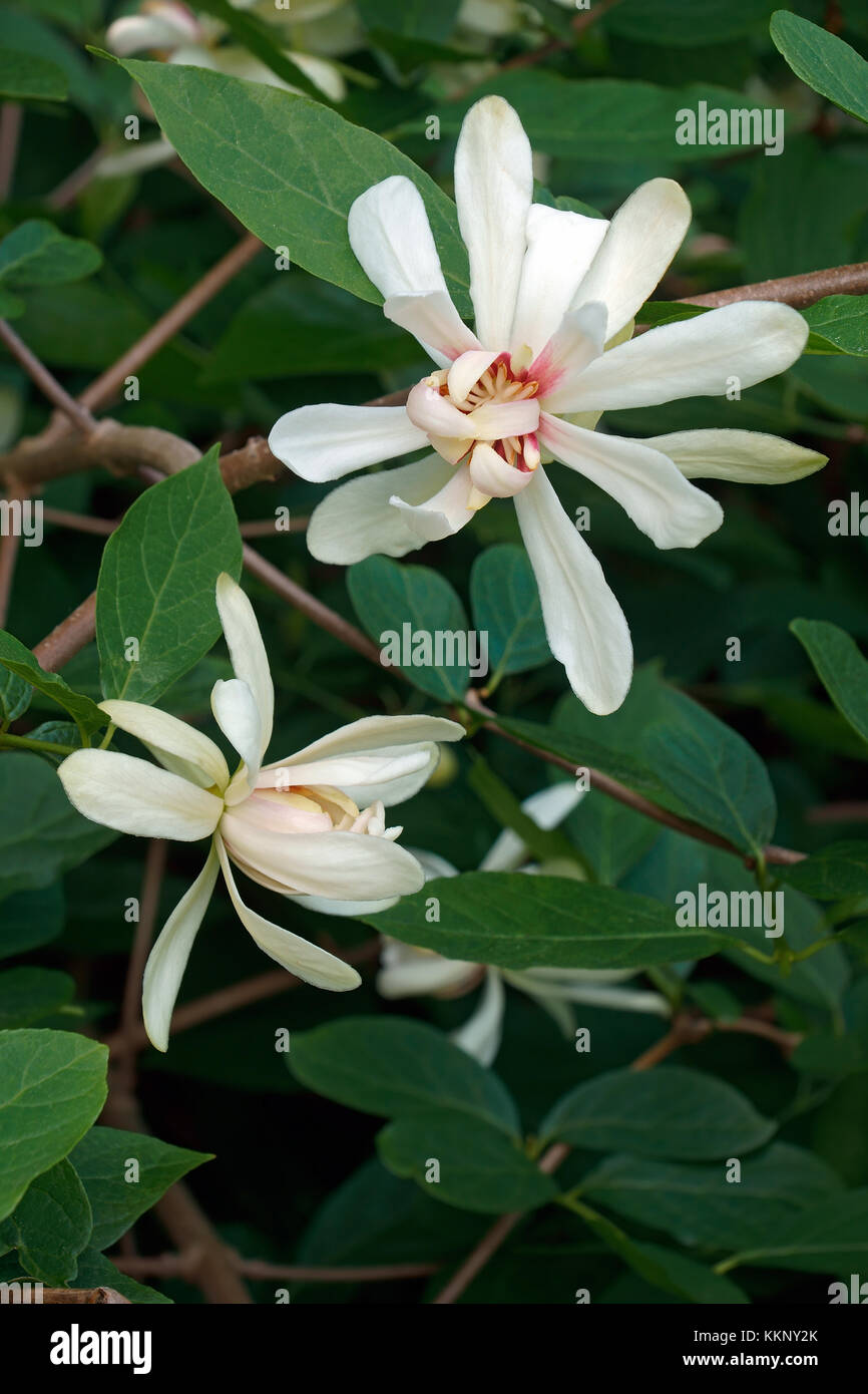 Vénus sweetshrub (Liriodendron x Vénus). hybride de calycanthus chinensis et Banque D'Images