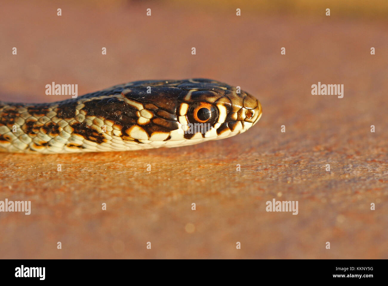 L'whipsnake ou vert serpent whip ou close up en Italie Nom latin Coluber viridiflavus hierophis ou Banque D'Images