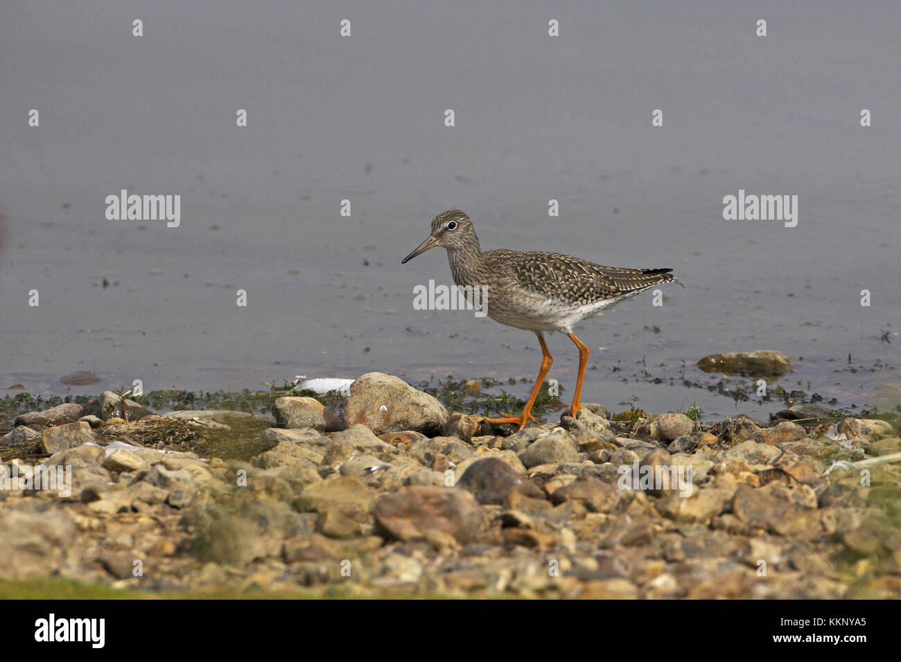 Chevalier gambette Tringa totanus Blashford Lakes Hampshire Wildlife Trust Réserver Hampshire Angleterre Banque D'Images