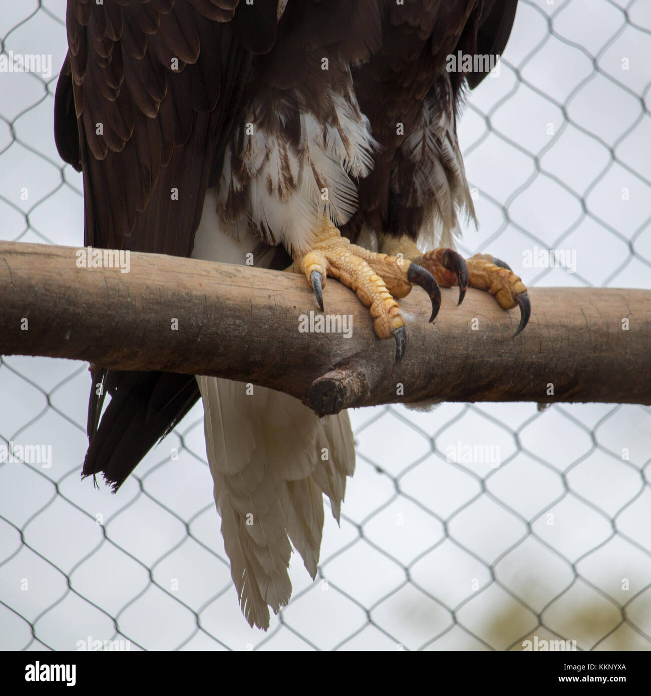 Les griffes et les plumes de la queue d'un aigle chauve en captivité Banque D'Images