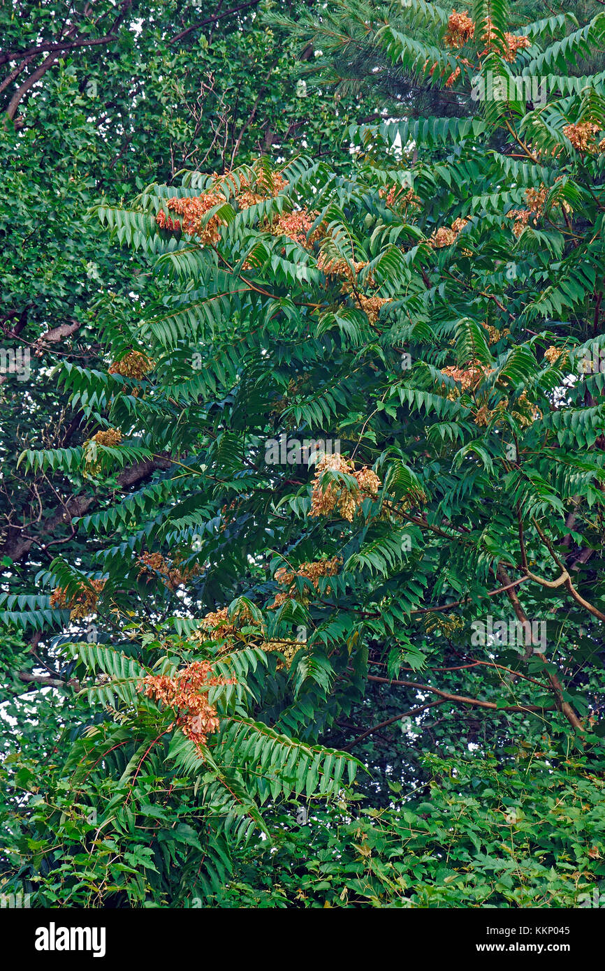 Ailanthus (Ailanthus altissima). appelé également arbre du ciel Banque D'Images