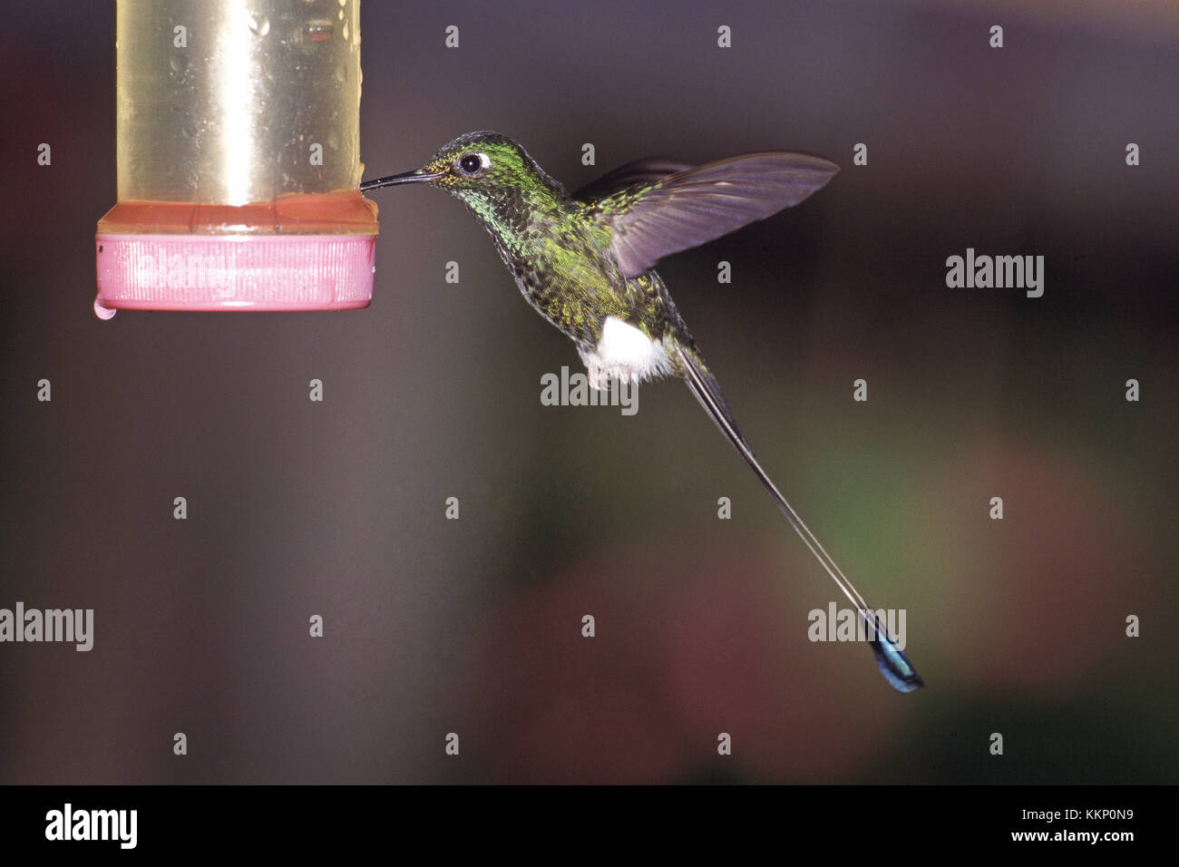 Démarré racket-tail Ocreatus underwoodii mangeoire à oiseaux Tandayapa Lodge Equateur Amérique du Sud Banque D'Images