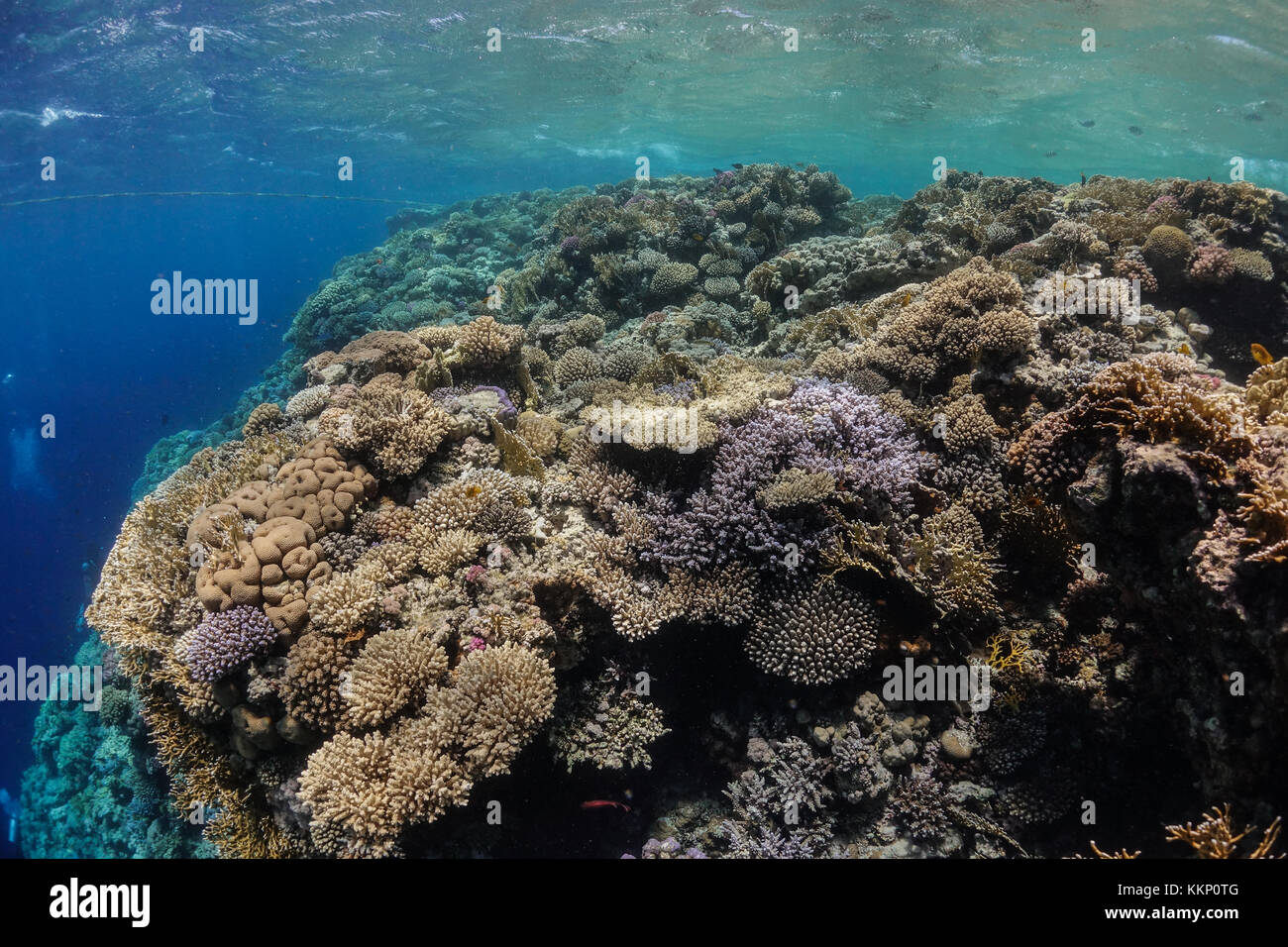 Le tuyau de gaz avec soft coral Banque D'Images