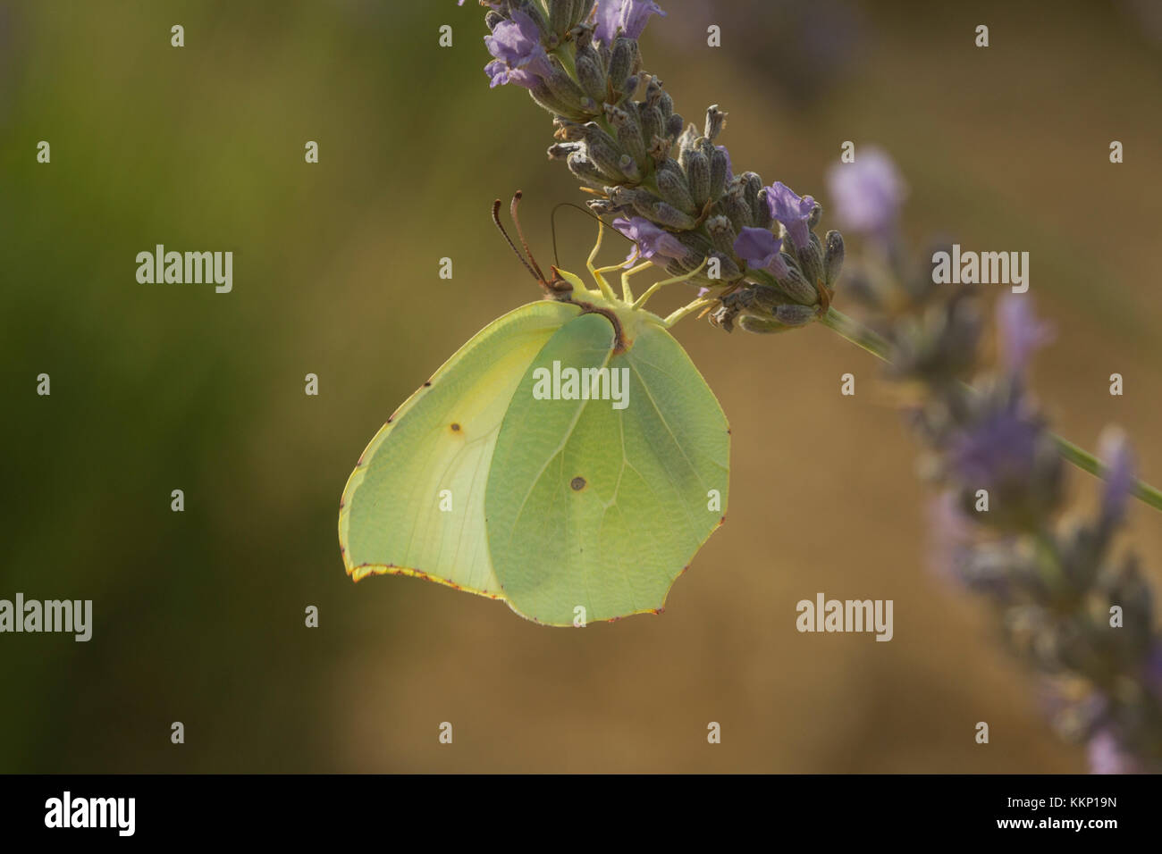 (Gonepteryx rhamni Brimstone Butterfly) sur la Lavande : Provence, France Banque D'Images