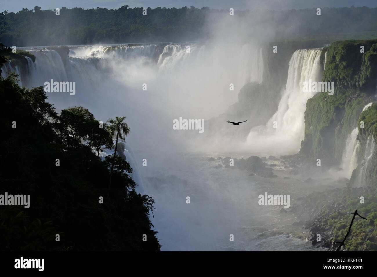 Vol d'oiseaux dans la Gorge du Diable, les chutes d'Iguaçu Brésil Banque D'Images