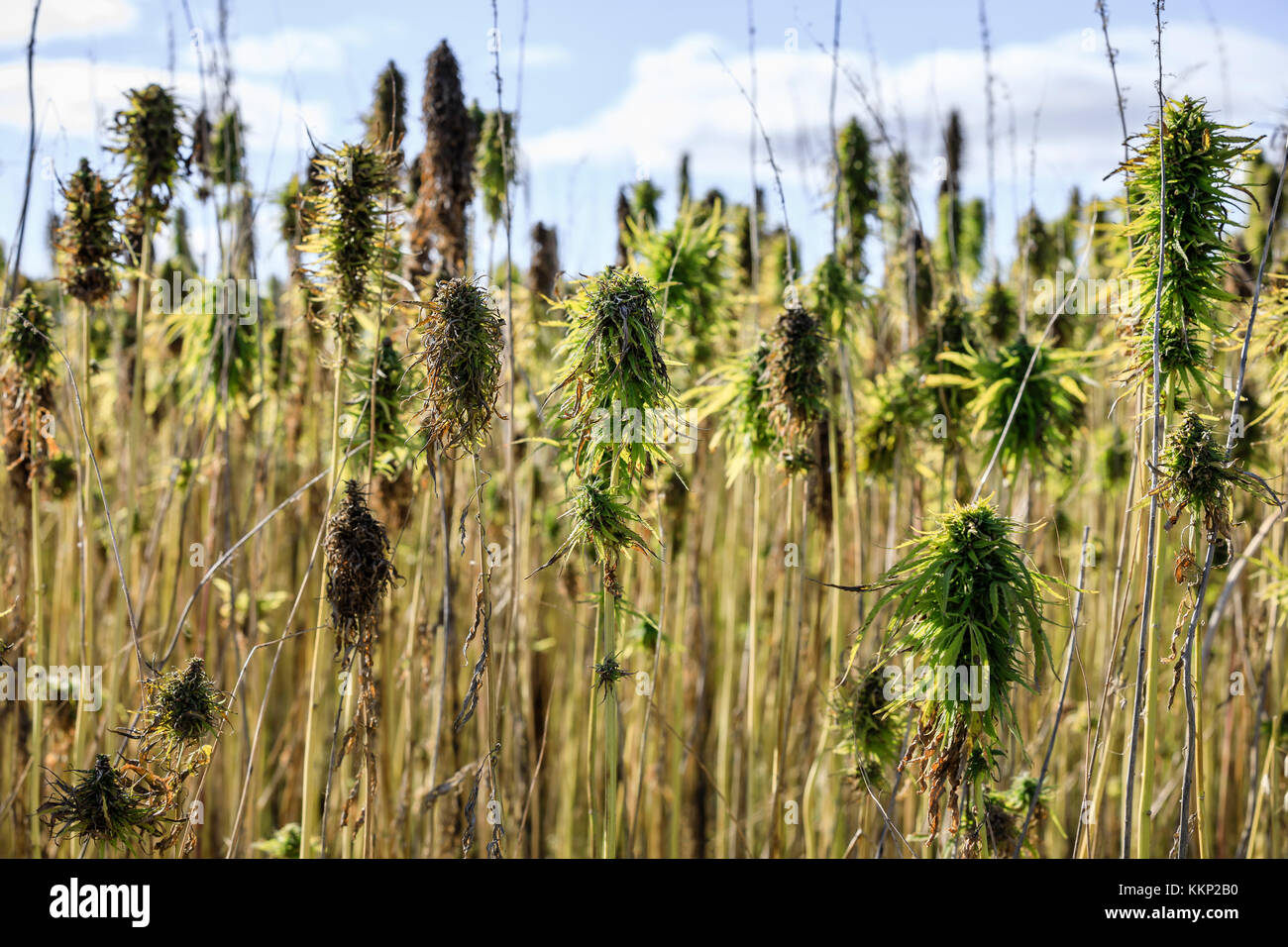 Domaine de Cannibas sativa, ou de chanvre près de Dauphin, au Manitoba, Canada. Banque D'Images