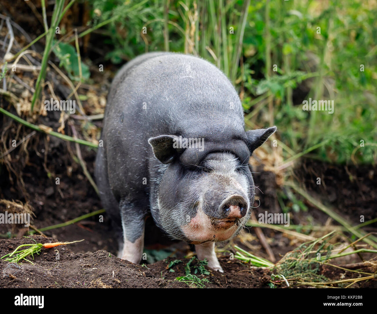 Vietnamese pot-bellied Pig, Manitoba, Canada. Banque D'Images