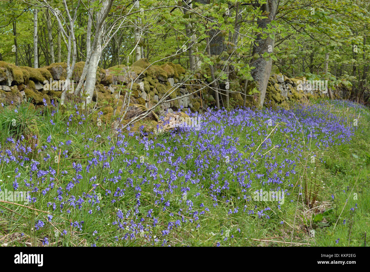 Bluebells, fowberry,bois, Northumberland Banque D'Images