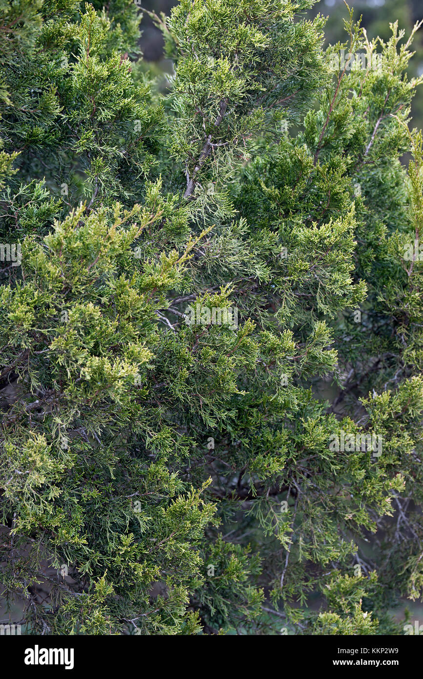 Cèdre rouge (Juniperus virginiana). l'est appelé le thuya, le genévrier de Virginie, de l'Est, juniper genévrier rouge, cèdre et de cèdre aromatique aussi Banque D'Images