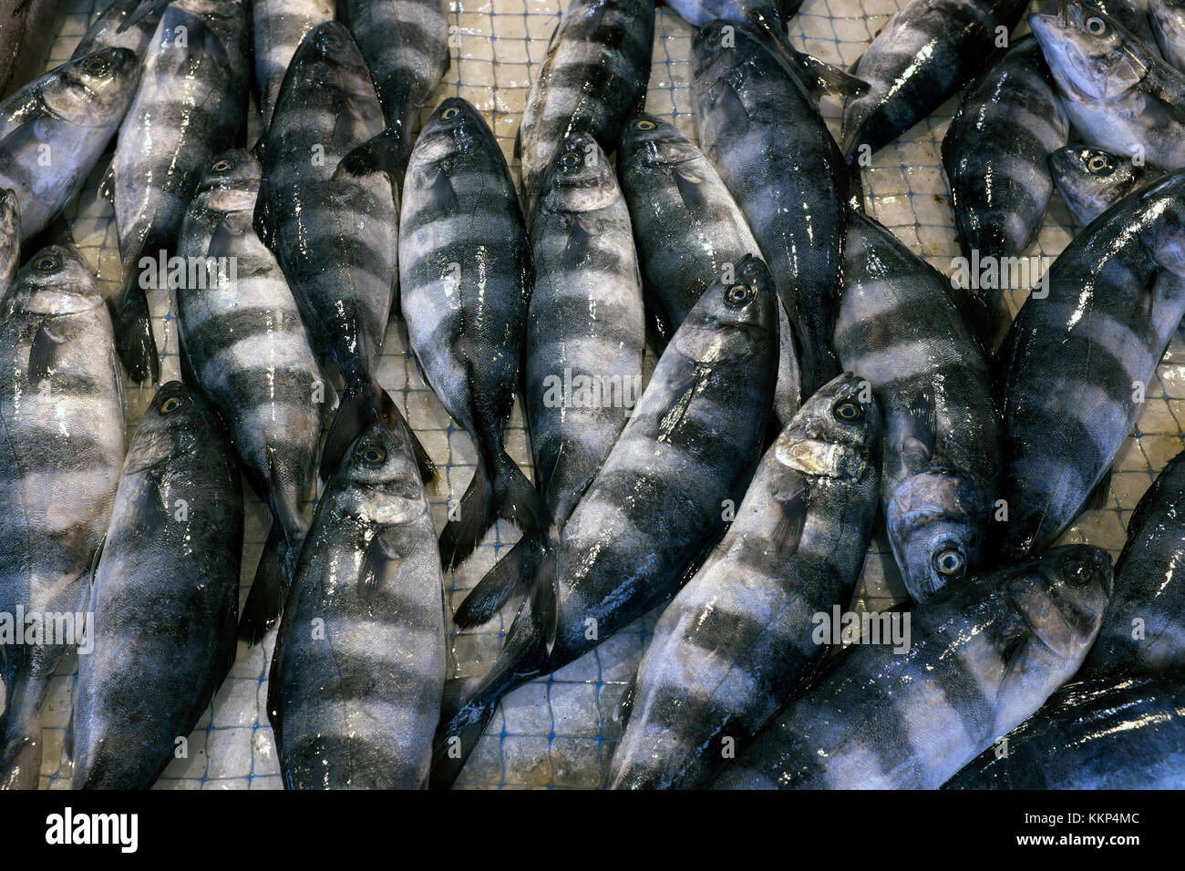 Poisson pilote (Naucrates ductor) dans un marché, Ortigia, Sicile Banque D'Images