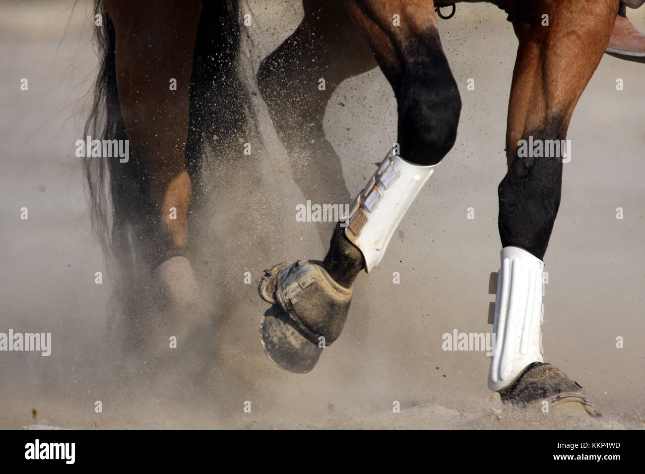 Les jambes de cheval en action Banque D'Images