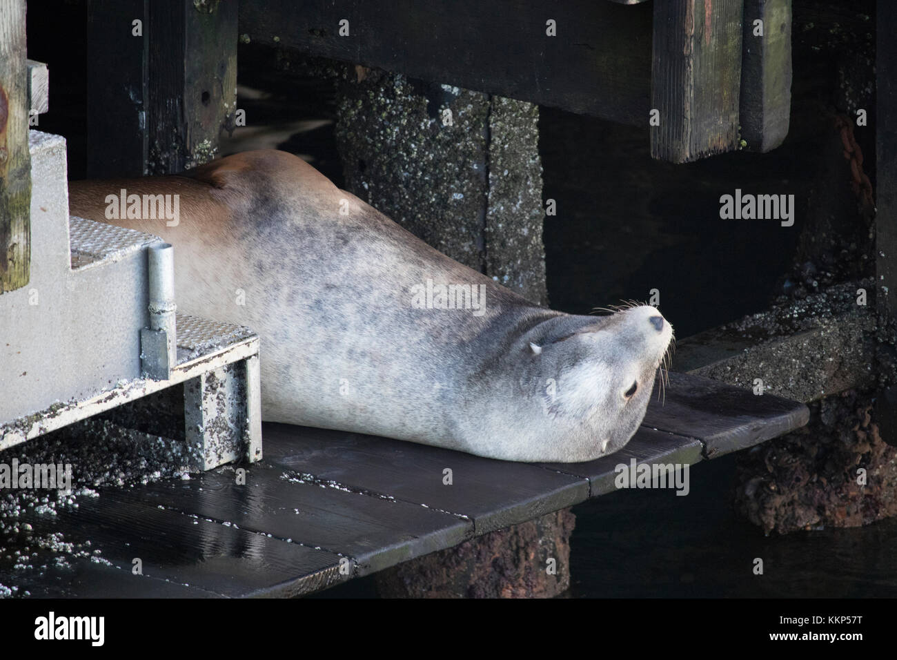 Un lion de mer se reposant à Fisherman's Wharf, Monterey, Californie Banque D'Images