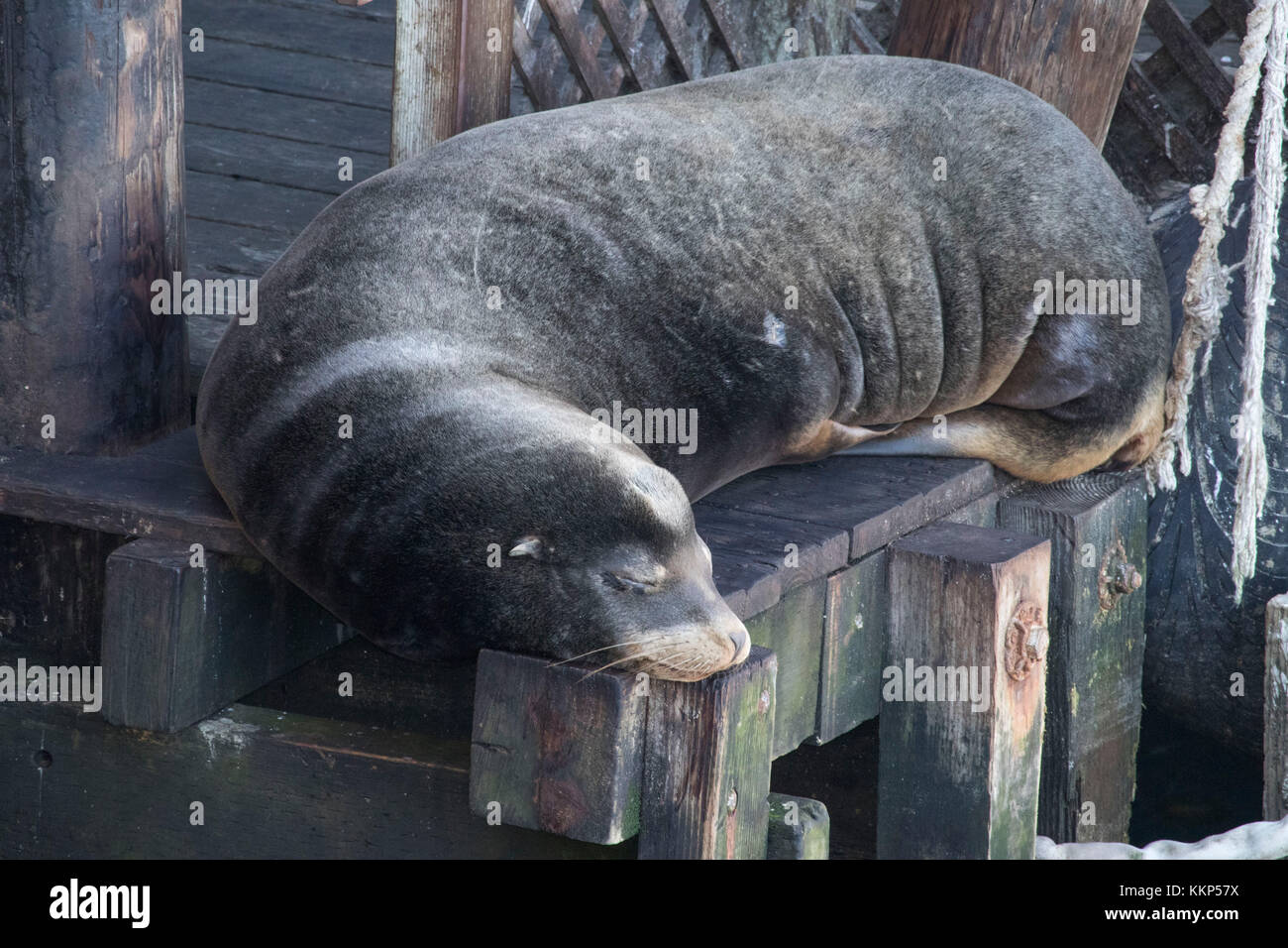 Un lion de mer se reposant à Fisherman's Wharf, Monterey, Californie Banque D'Images