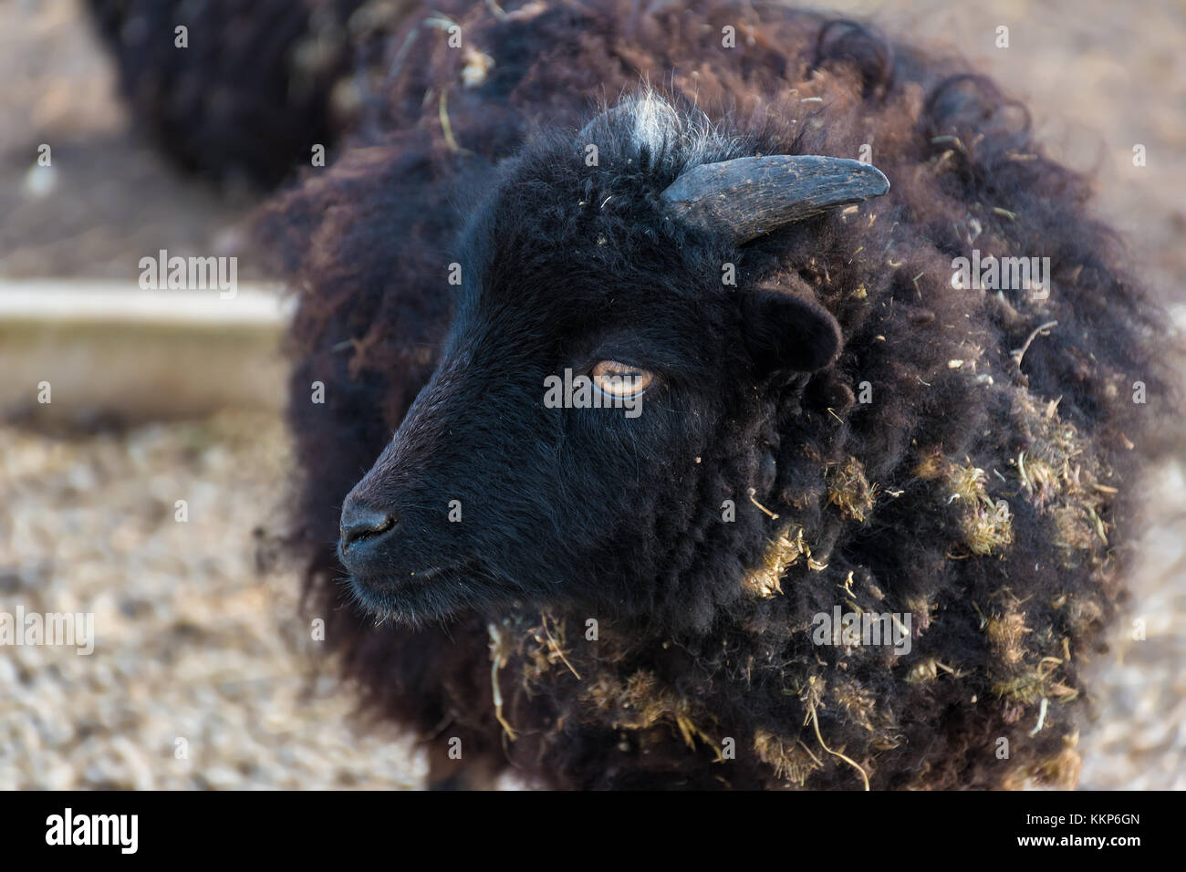Des moutons d'ouessant (ewe) - L'une des plus petites espèces de mouton dans le monde Banque D'Images