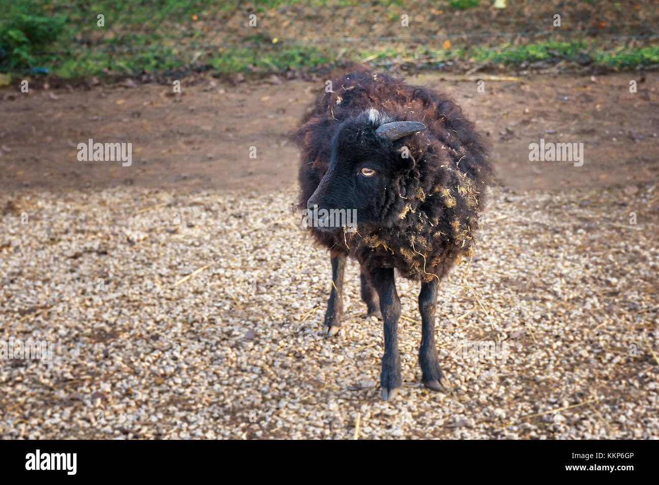 Des moutons d'ouessant (ewe) - L'une des plus petites espèces de mouton dans le monde Banque D'Images