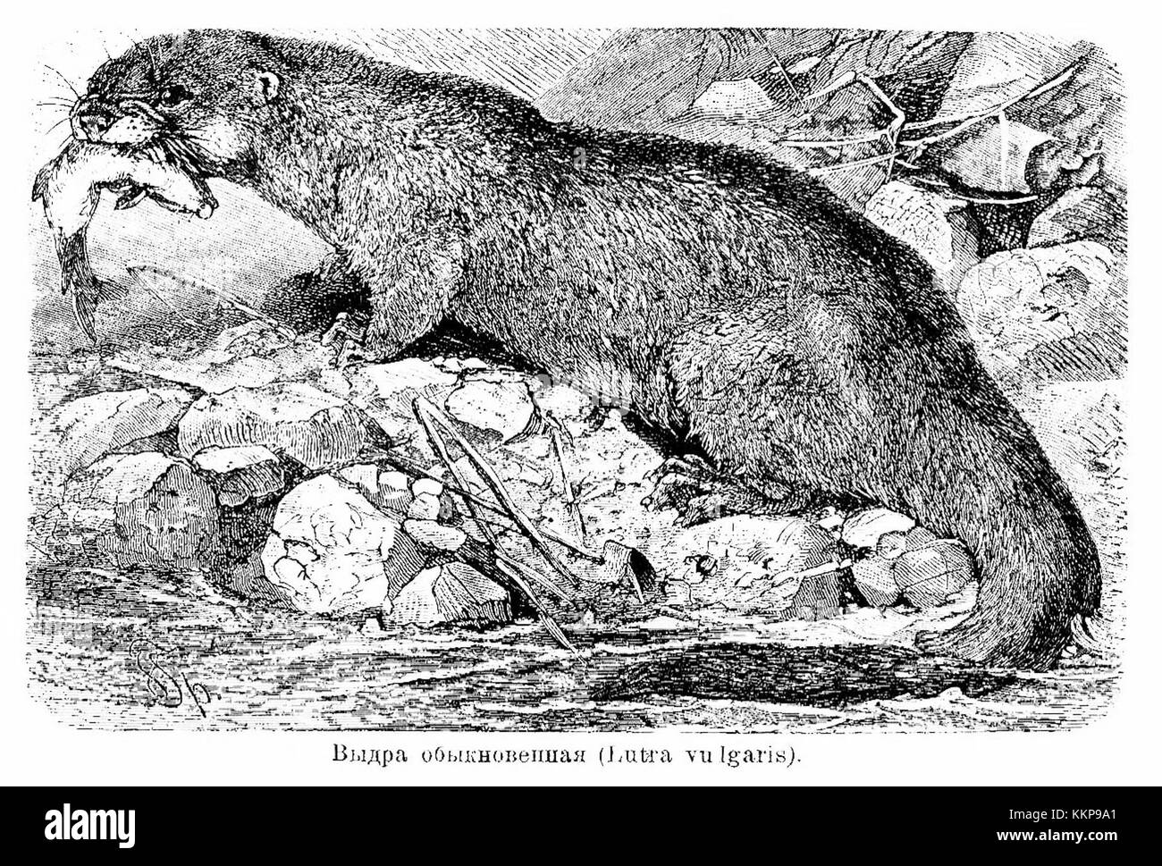 Lutra vulgaris, communément connu sous le nom de loutre eurasienne, est un mammifère semi-aquatique que l'on trouve en Europe et dans certaines parties de l'Asie. Connue pour son comportement ludique, elle habite les rivières et les lacs d’eau douce et est une espèce importante pour la biodiversité. Banque D'Images