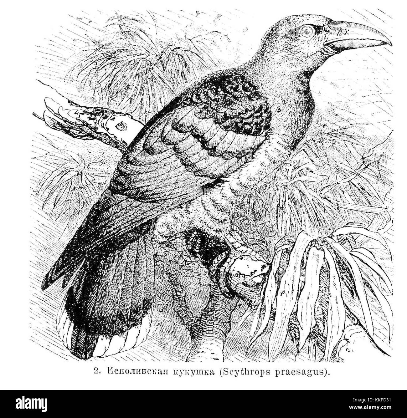 Scythrops praesagus, tel que présenté dans le Brockhaus Efron Encyclopedic Dictionary, est une espèce d'oiseau originaire d'Australie. Connu pour son aspect distinctif, cet oiseau est remarquable dans les études ornithologiques et la recherche sur la faune. Banque D'Images