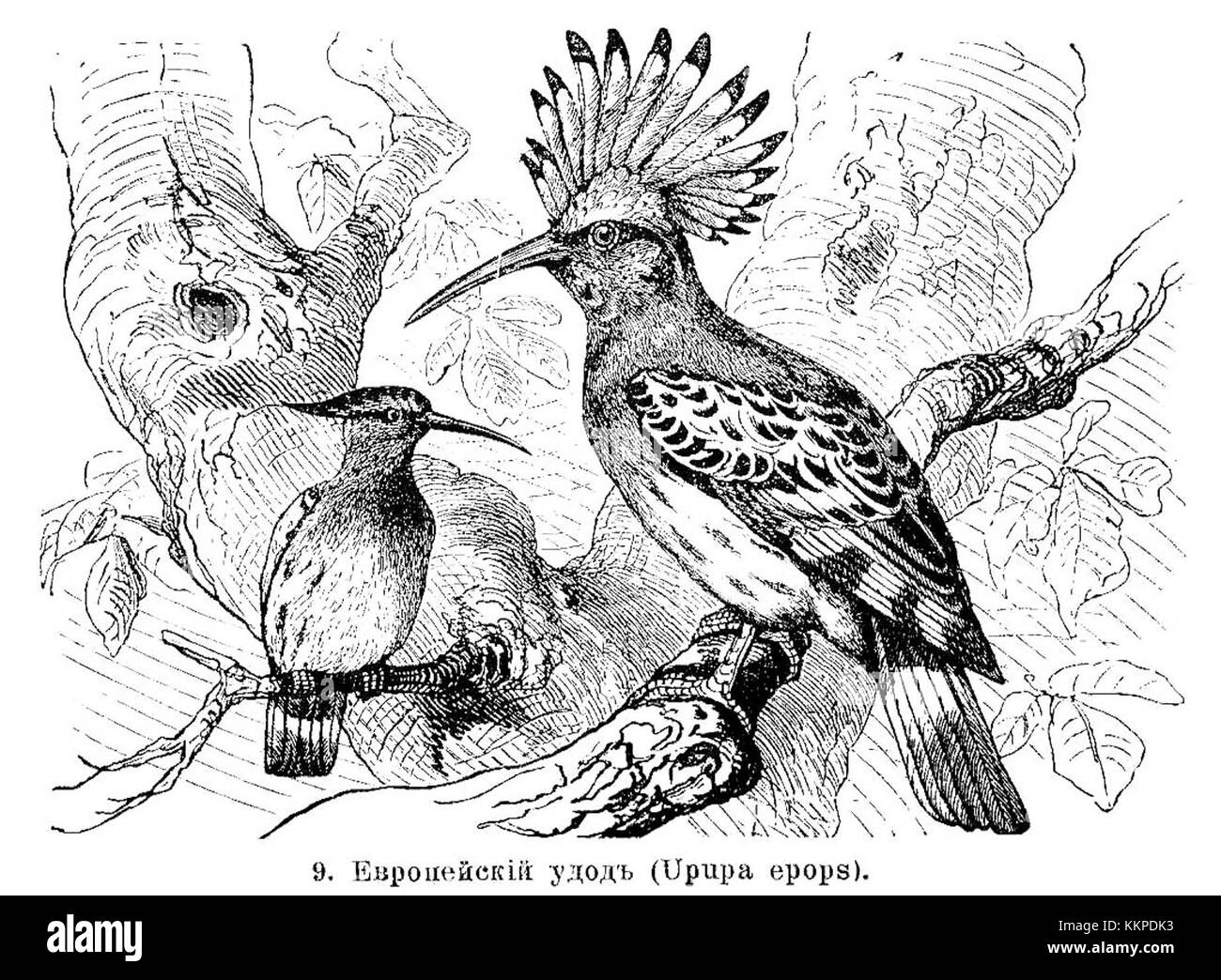 Cette image présente des épopes Upupa, communément appelées le hoopoe, comme illustré dans l'encyclopédie Brockhaus Efron. L'oiseau est connu pour sa crête caractéristique en forme de couronne et son plumage saisissant. Banque D'Images