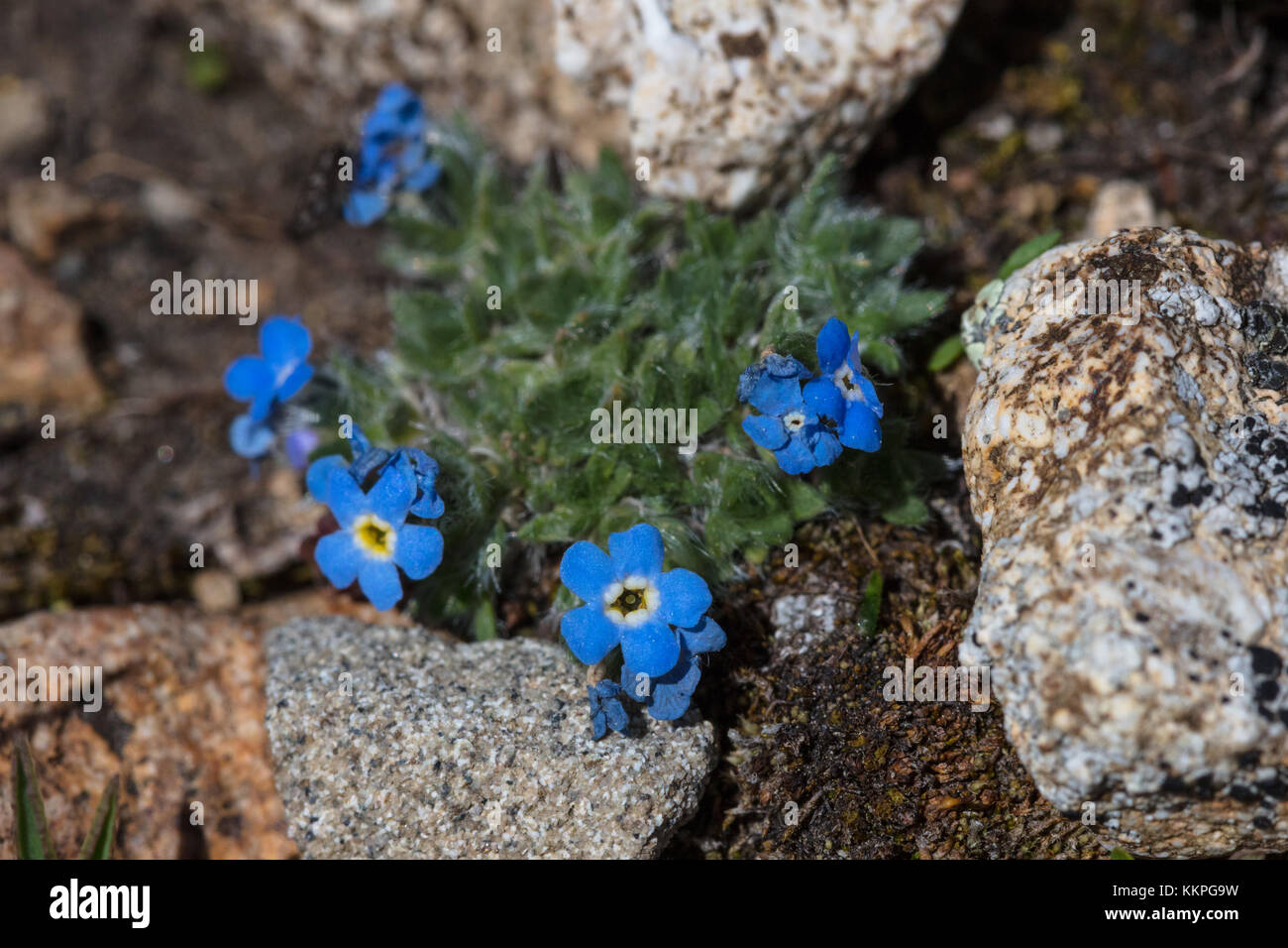 Arctic alpine forget-me-not les fleurs fleurissent au Yellowstone National Park le 15 juillet 2017 dans le Wyoming. (Photo de jacob w. Frank via planetpix) Banque D'Images