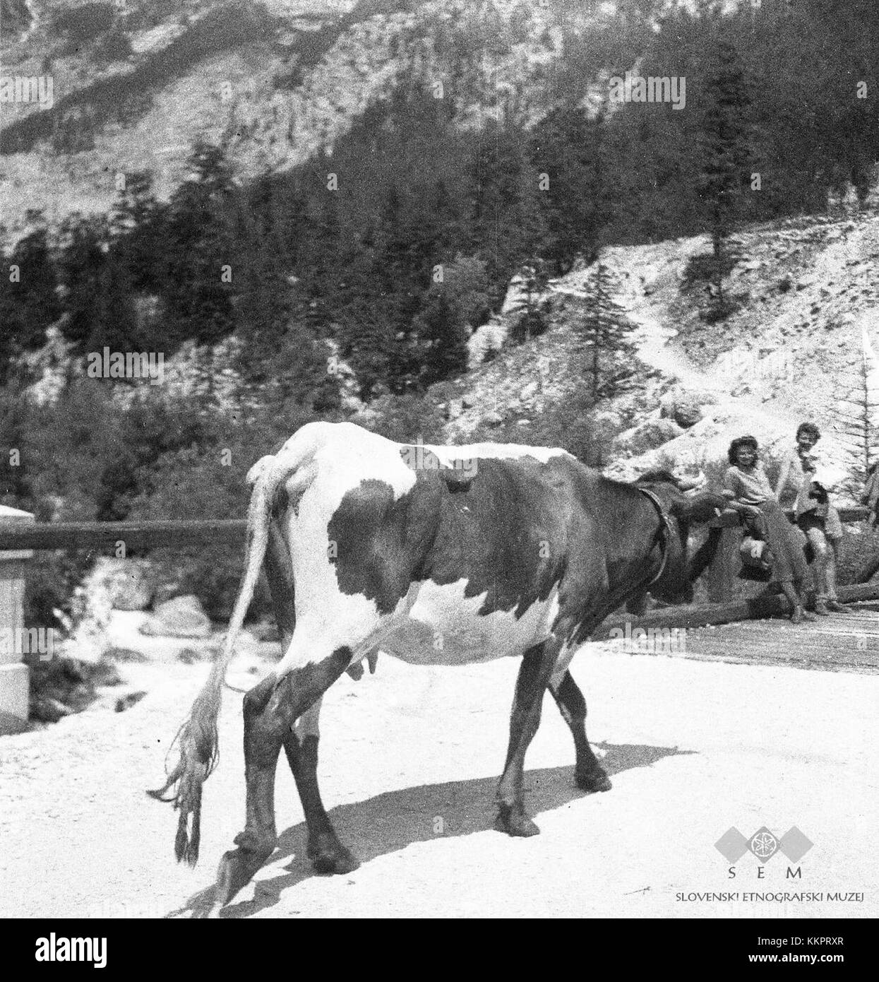 'Krava z zvoncem' se traduit par 'vache avec cloche' en anglais. La photographie, prise à Trenta, en Slovénie, en 1951, représente une vache portant une cloche, reflétant la vie pastorale traditionnelle de la région. Banque D'Images