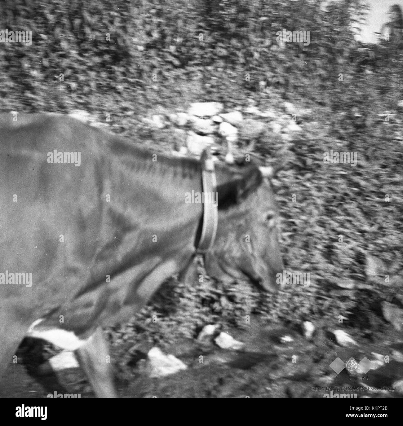 Cette image représente une vache avec une cloche (Krava z zvoncem) de 1951. La vache, souvent symbole de la vie rurale, est représentée avec la cloche traditionnelle portée par le bétail dans de nombreuses régions d'Europe. Banque D'Images
