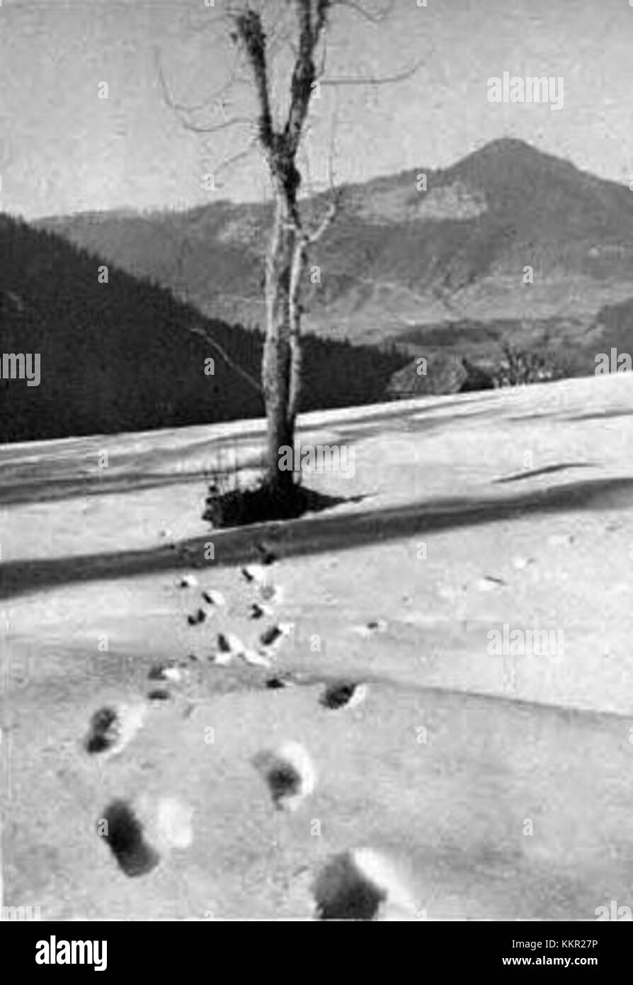 L'image intitulée 'Motiv s Planice' fait référence à une photographie panoramique de Planica, une région de Slovénie connue pour sa colline de saut à ski. C'est un lieu célèbre pour les sports d'hiver, en particulier le saut à ski et les événements nordiques. Banque D'Images
