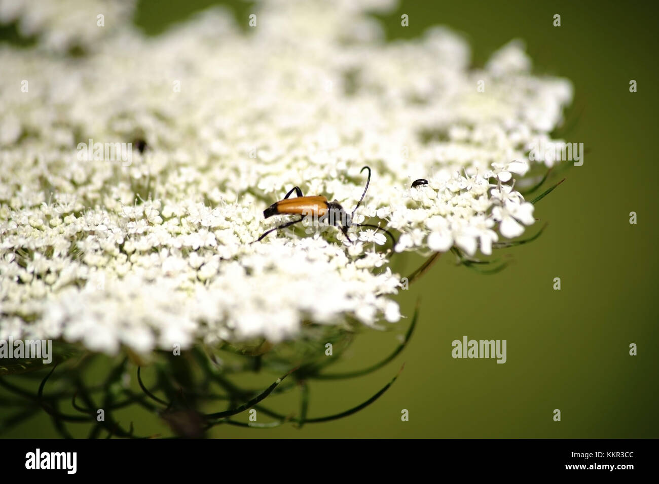Un coléoptère de longhorn Stiptoleptura fulva manger sur la fleur d'une herbe sauvage. Banque D'Images