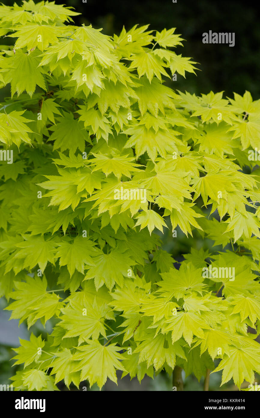 Vert Jaune feuilles d'un arbuste appelé le golden Shirasawa aussi la pleine lune d'érable d'or Maple (Acer shirasawanum Aureum syn. japonicum) Banque D'Images