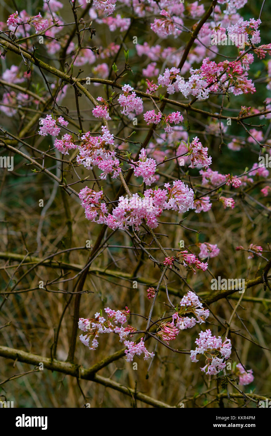 Arbuste en fleurs rose avec une abondance de fleurs de l'Arrowwood 'Dawn' au début du printemps (Viburnum x bodnantense), Atkinson, Brême, Allemagne Banque D'Images