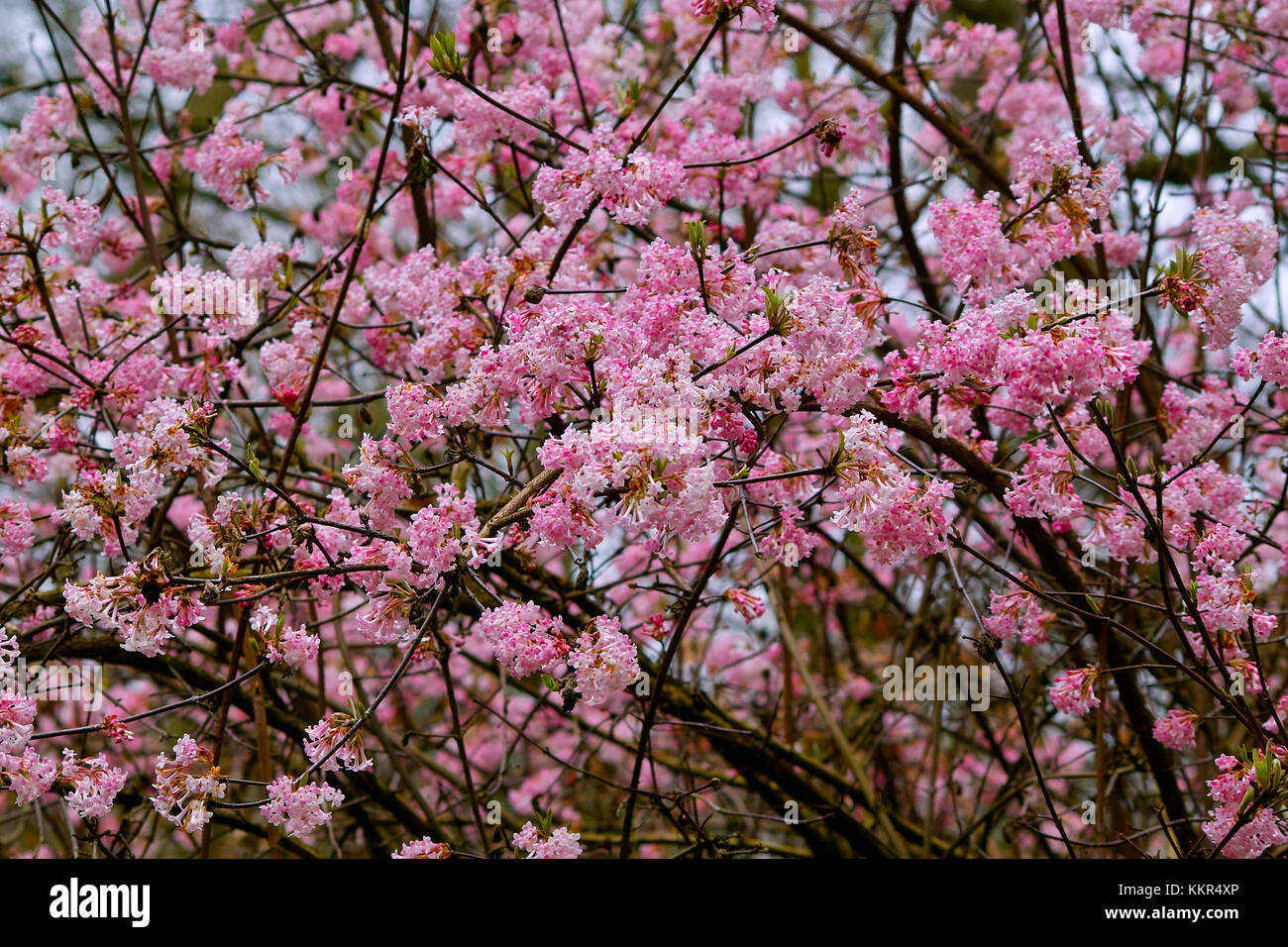 Arbuste en fleurs rose avec une abondance de fleurs de l'Arrowwood 'Dawn' au début du printemps (Viburnum x bodnantense), Atkinson, Brême, Allemagne Banque D'Images