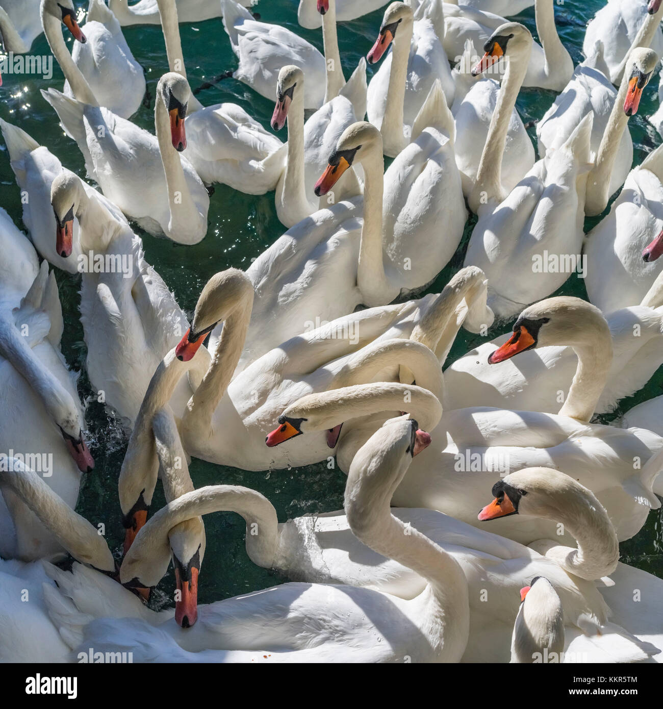 Les cygnes sur le lac de Zurich alimenté Banque D'Images