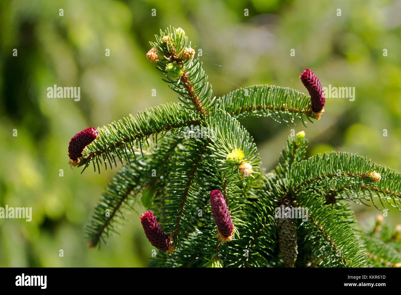 Les jeunes cônes de sapin de l'épicéa commun, Picea abies, kolbermoor, Bavière, Allemagne Banque D'Images