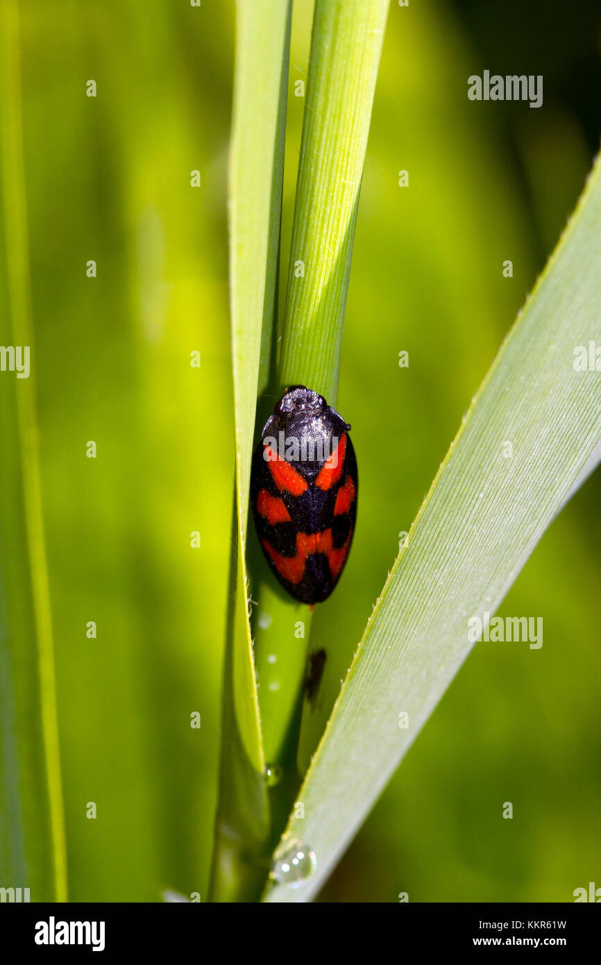 Black-et-rouge, froghopper cercopis vulnerata, Murnau, Bavière, Allemagne Banque D'Images