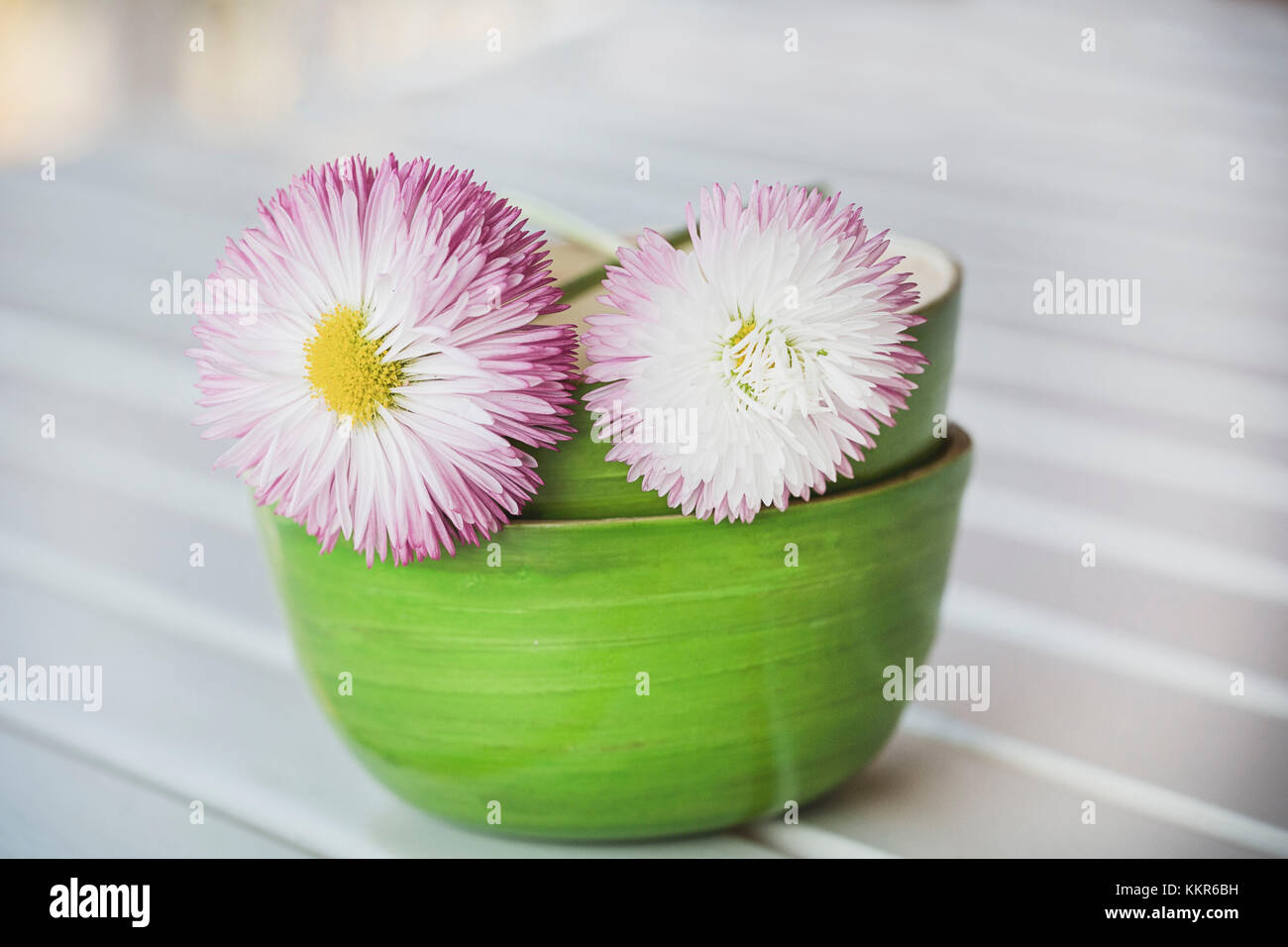 Les fleurs doubles avec Daisy dans bol, Bellis perennis, Close up, still life Banque D'Images