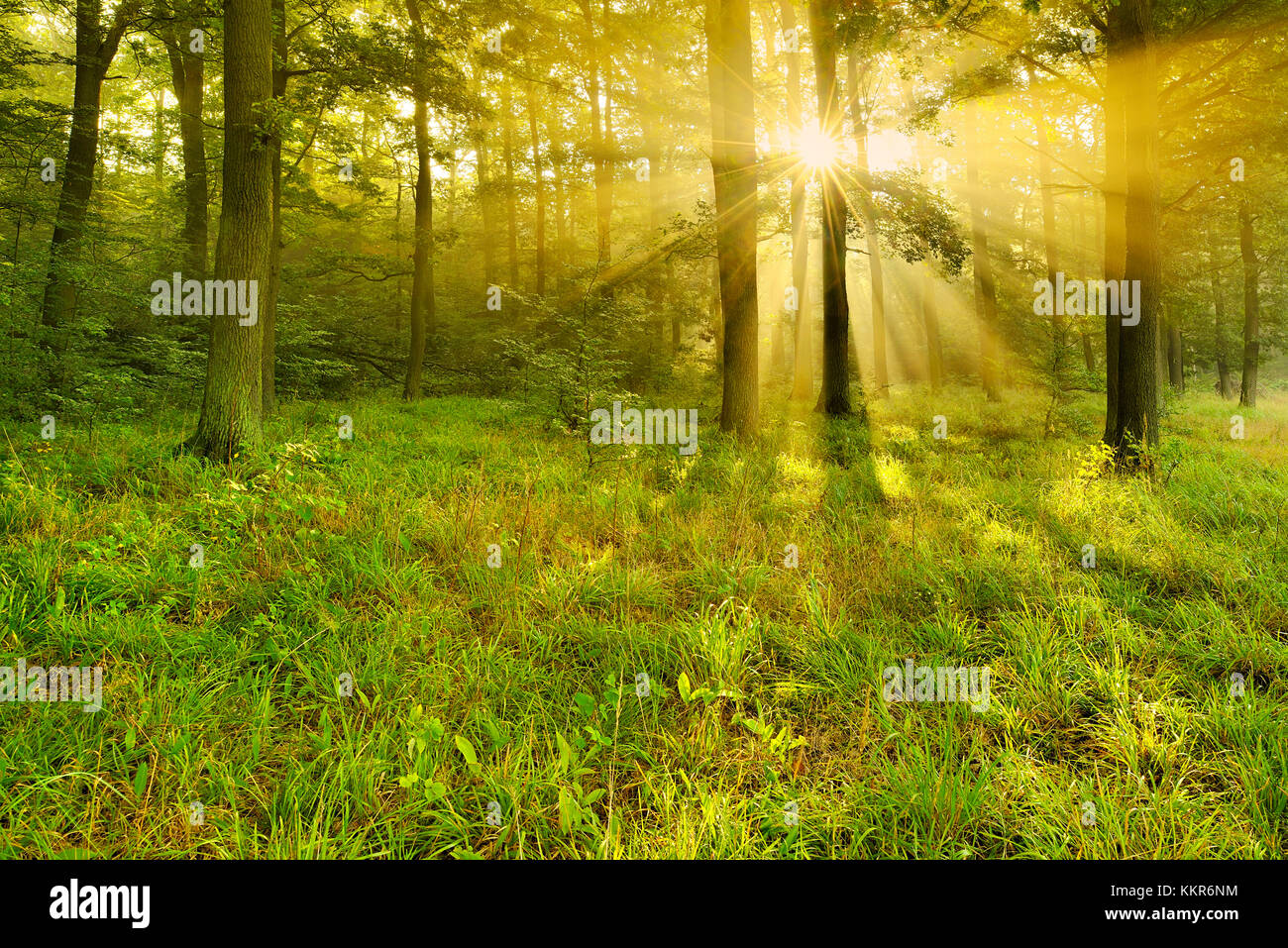 Près de la nature bois chêne inondé de lumière, ziegelrodaer forst, près de querfurt, SAXE-ANHALT, Allemagne Banque D'Images