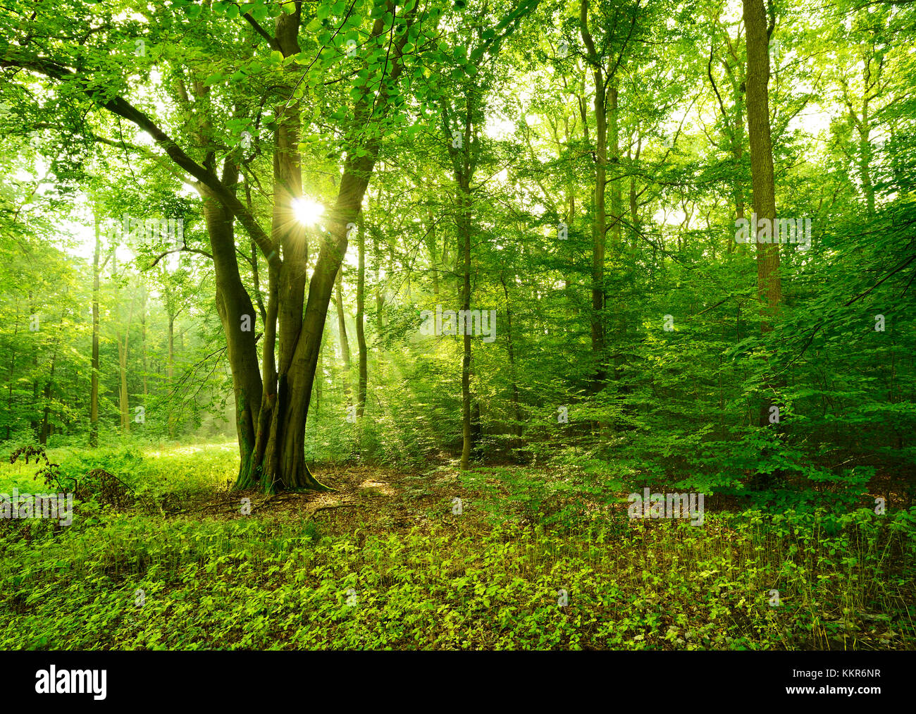 La lumière du soleil qui brillait à travers près de la nature, la forêt de feuillus ziegelrodaer forst, près de querfurt, SAXE-ANHALT, Allemagne Banque D'Images