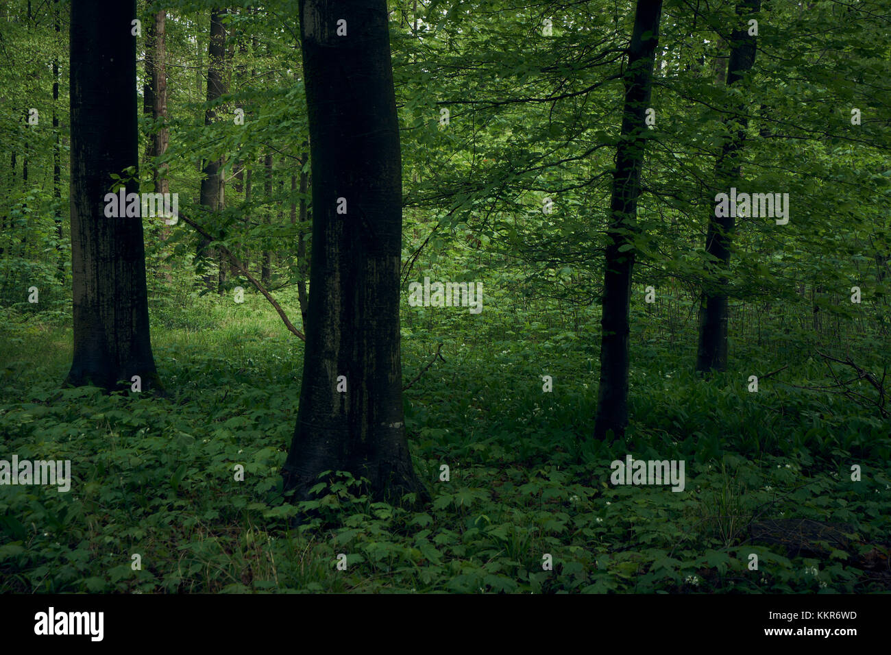 Au printemps, la forêt sombre, vieux arbres Banque D'Images