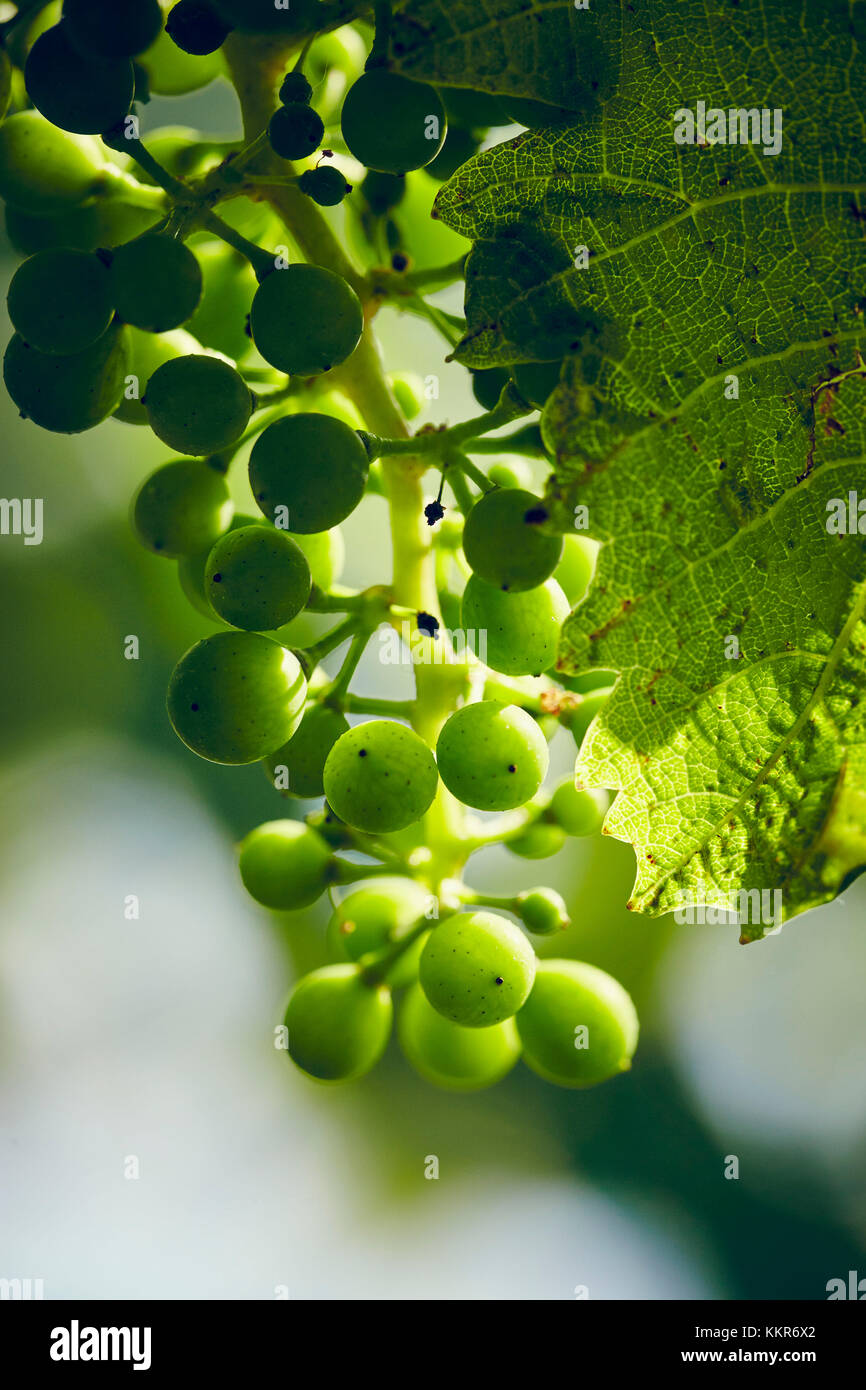 Raisins verts immatures de feuilles de vigne en détail, dans le vignoble avec le soleil Banque D'Images