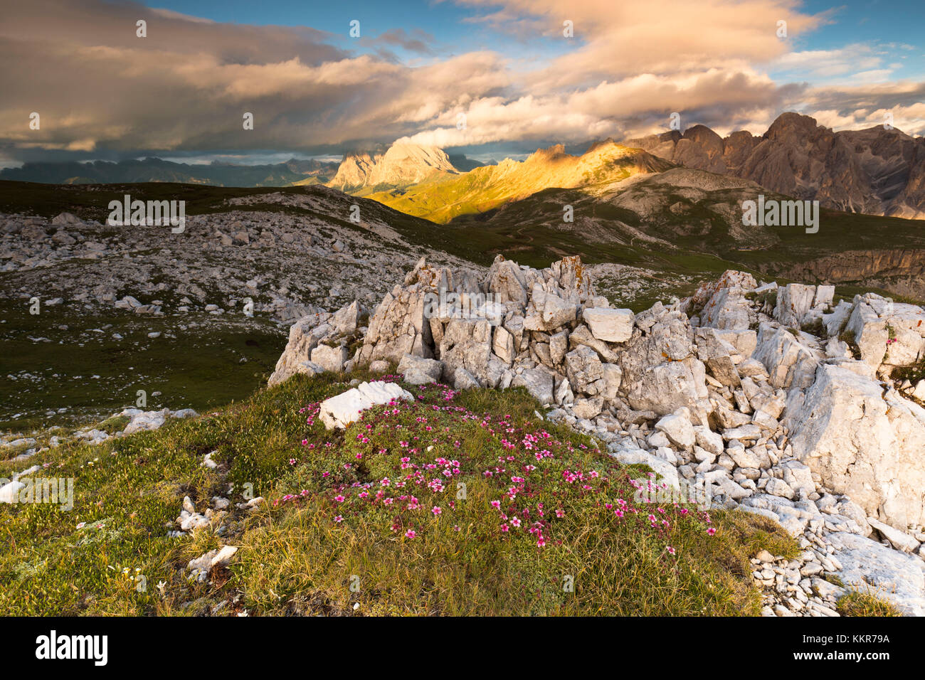 Un beau coucher de soleil depuis le sommet de la Schlern (Sciliar) avec des fleurs des Alpes au premier plan, la province de Bolzano, le Tyrol du Sud, Trentin-Haut-Adige, Italie Banque D'Images