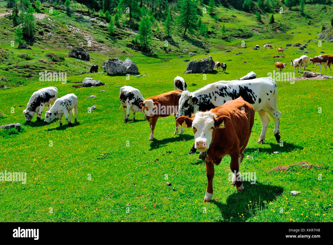 Vaches dans Passo Giau Hut, San Vito di Cadore et Cortina d'Ampezzo vallée, Cols Alpins, province de Belluno, Vénétie, Italie Banque D'Images