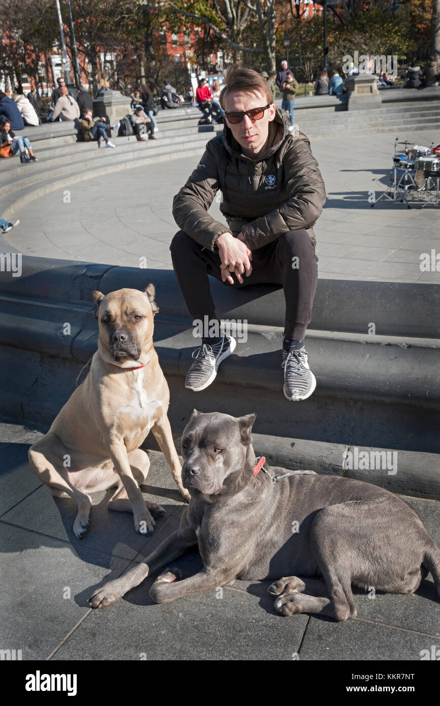 Un new-yorkais à Washington Square Park avec ses deux chiens Mastiff italien pet. Banque D'Images