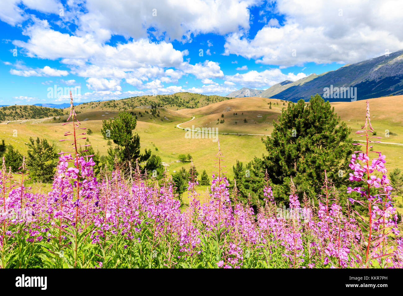 Floraison de epilobio sur un plateau près de Campo Imperatore, Abruzzo, Italie. Banque D'Images