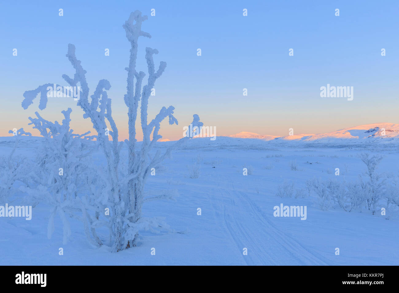 Les végétaux incrustés de glace le long d'une route pour les motoneiges. Riskgransen Norbottens, Ian, Laponie, Suède, Europe Banque D'Images