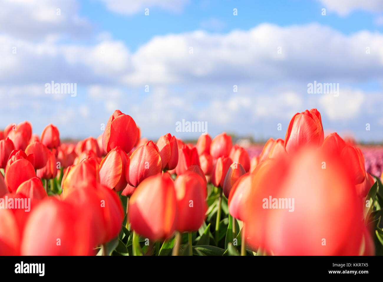Close up de tulipes rouges au printemps fleurissent dans les domaines de l'oude-tonge goeree overflakkee-South Holland aux Pays-Bas l'Europe Banque D'Images