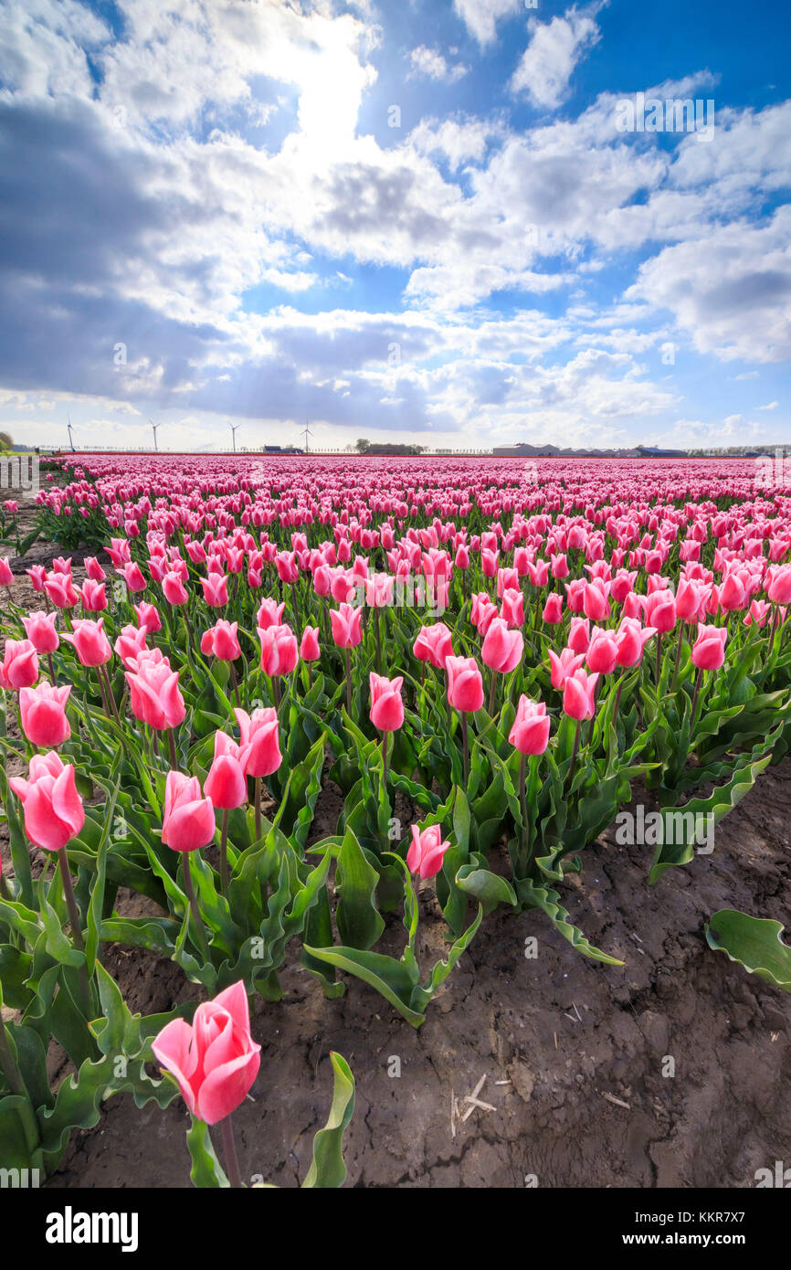 Rangées de tulipes roses dans les domaines de l'oude-tonge au printemps bloom goeree overflakkee-europe les Pays-Bas Hollande du Sud Banque D'Images