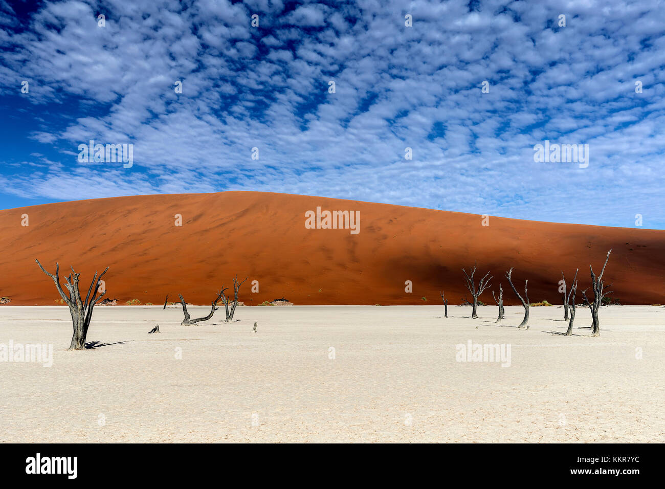 Arbres de Namibie namib-naukluft,parc national, la Namibie, l'Afrique Banque D'Images